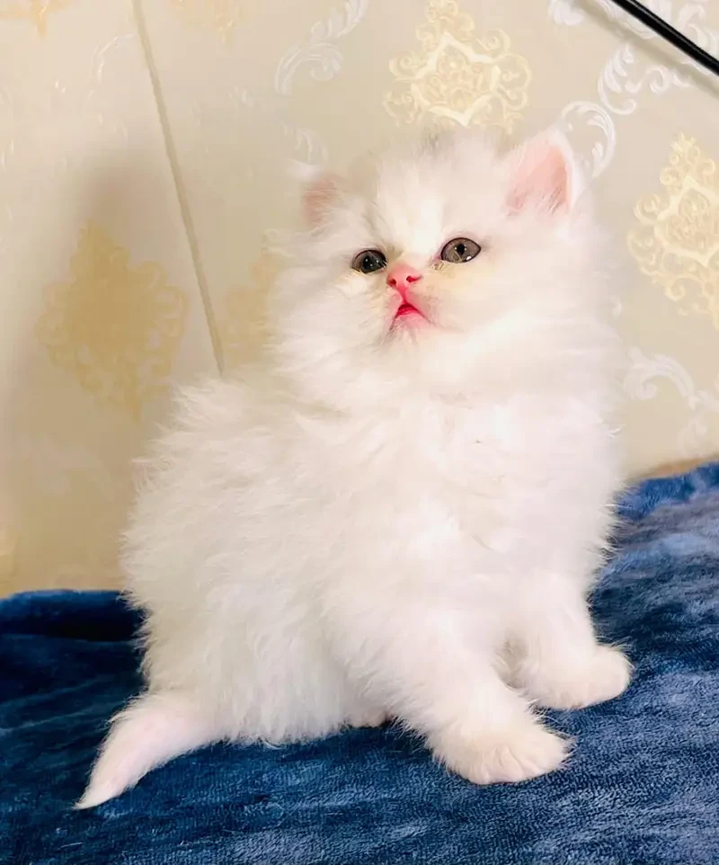 high quality kitten|Punch face Kittens|persian cat|cute|tripple|fluff