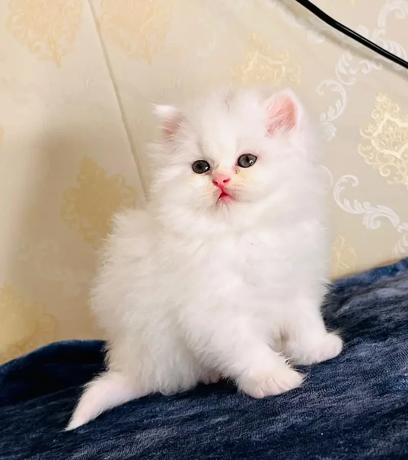 high quality kitten|Punch face Kittens|persian cat|cute|tripple|fluff