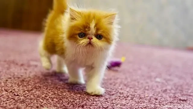 high quality kitten|Punch face Kittens|persian cat|cute|tripple|fluff