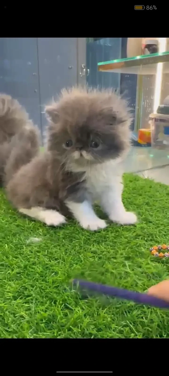 high quality kitten|Punch face Kittens|persian cat|cute|tripple|fluff