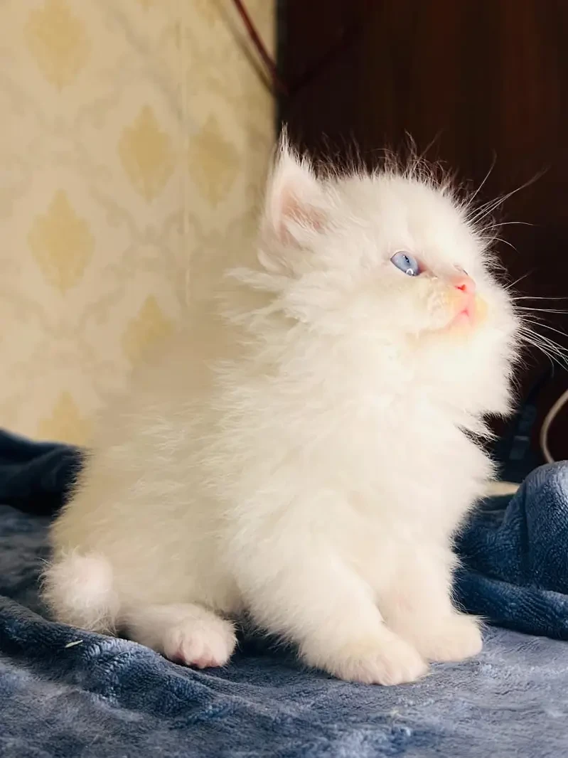 high quality kitten|Punch face Kittens|persian cat|cute|tripple|fluff