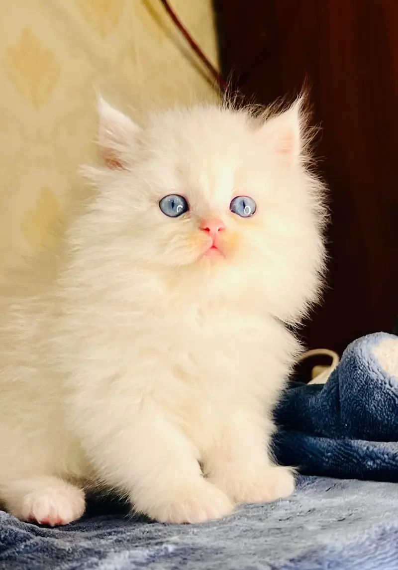 high quality kitten|Punch face Kittens|persian cat|cute|tripple|fluff