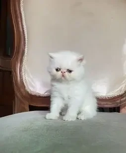 high quality kitten|Punch face Kittens|persian cat|cute|tripple|fluff