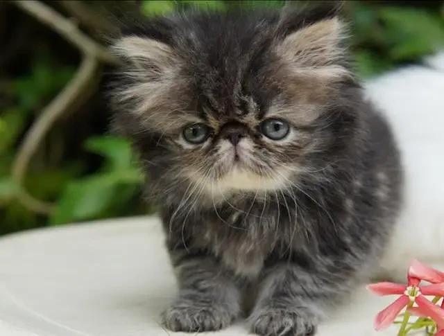 high quality kitten|Punch face Kittens|persian cat|cute|tripple|fluff