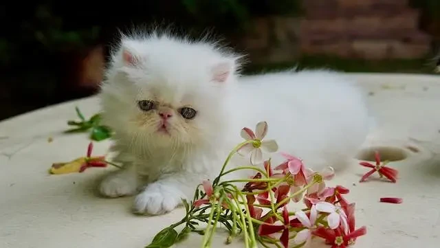 high quality kitten|Punch face Kittens|persian cat|cute|tripple|fluffy