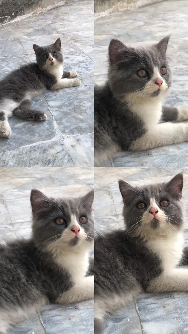 persian kittens available for sale