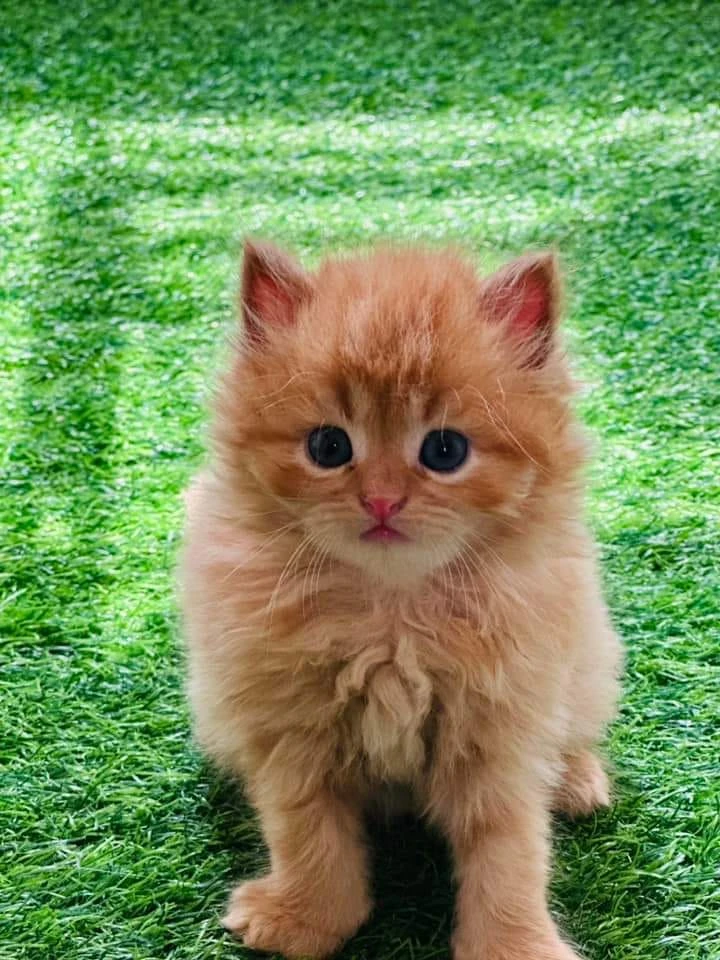 persian kitten available