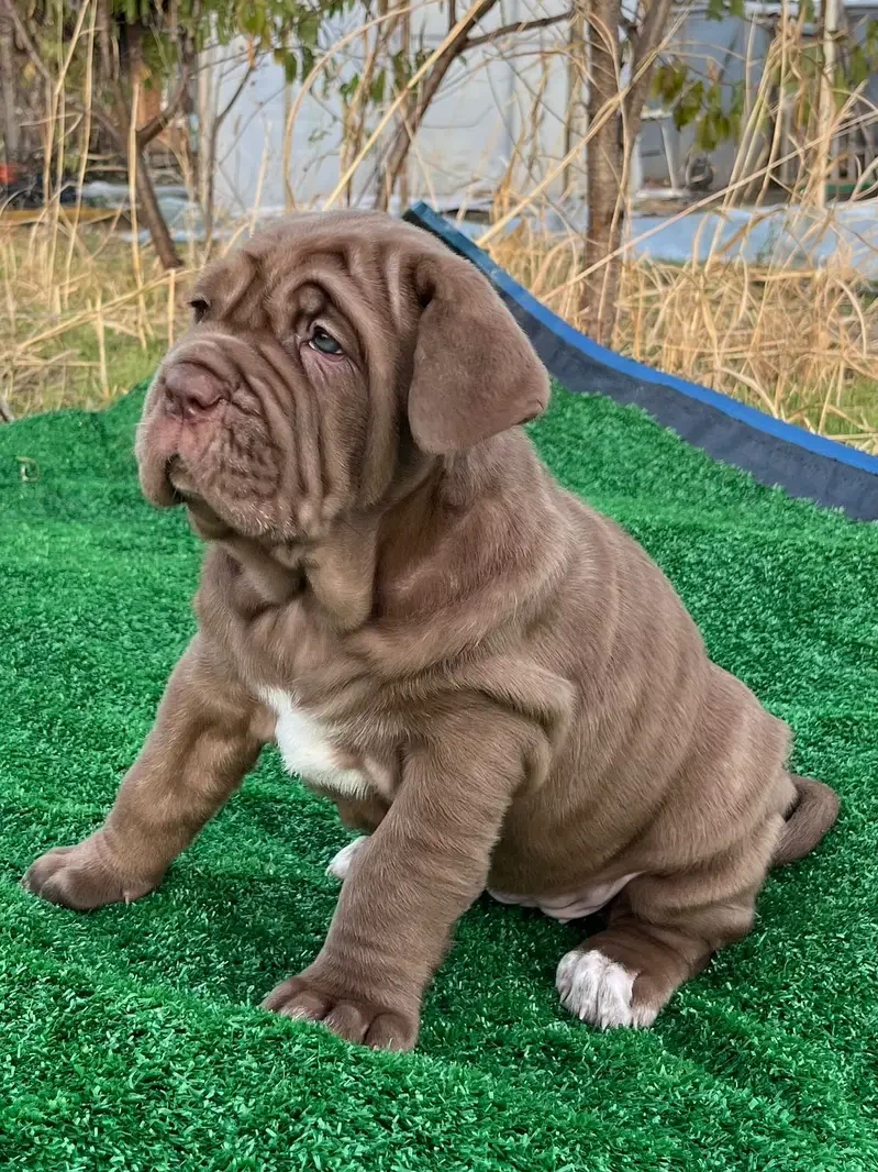 Imported neapolitan mastiff puppies available for booking