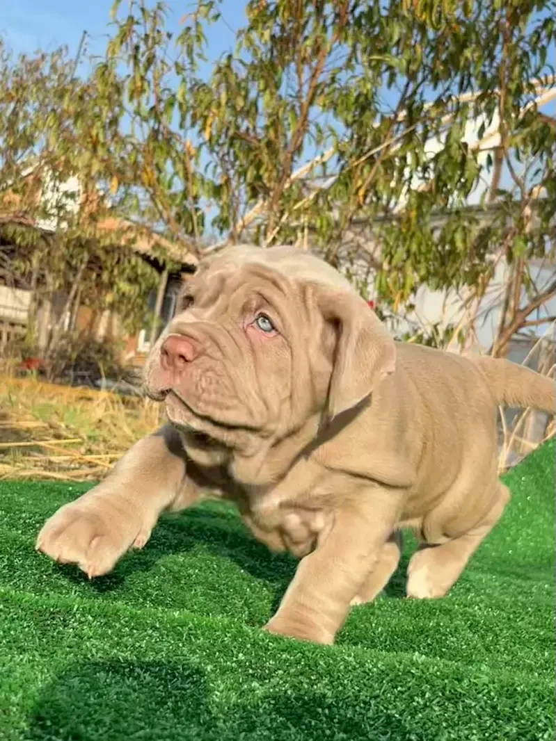 Imported neapolitan mastiff puppies available for booking