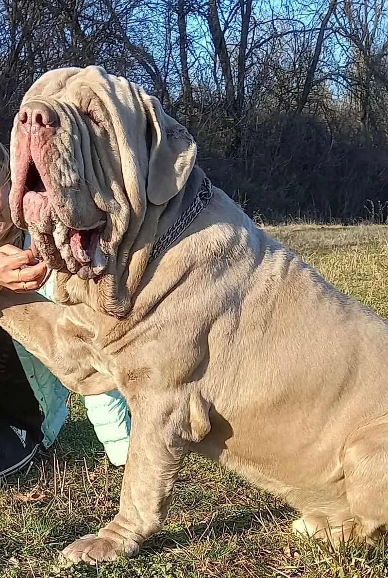 Imported neapolitan mastiff puppies available for booking