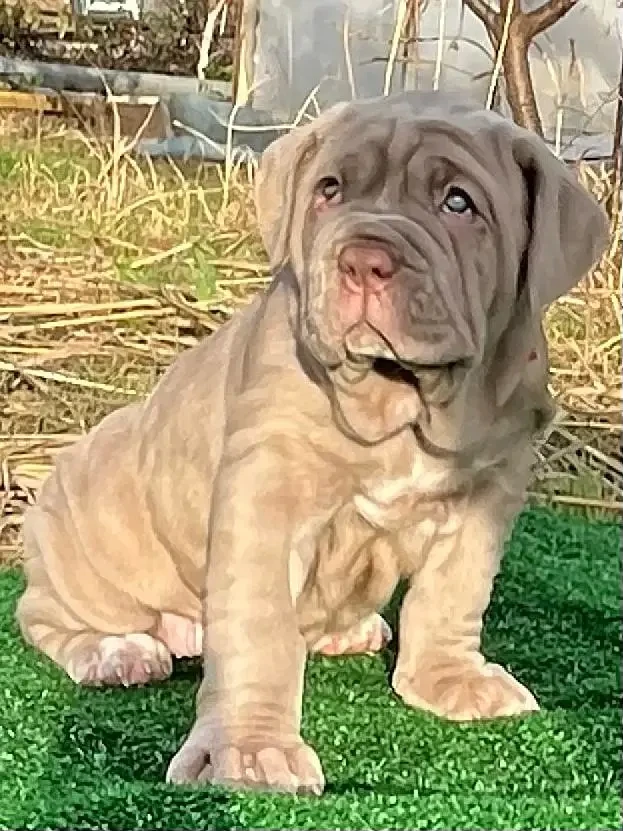 Imported neapolitan mastiff puppies available for booking