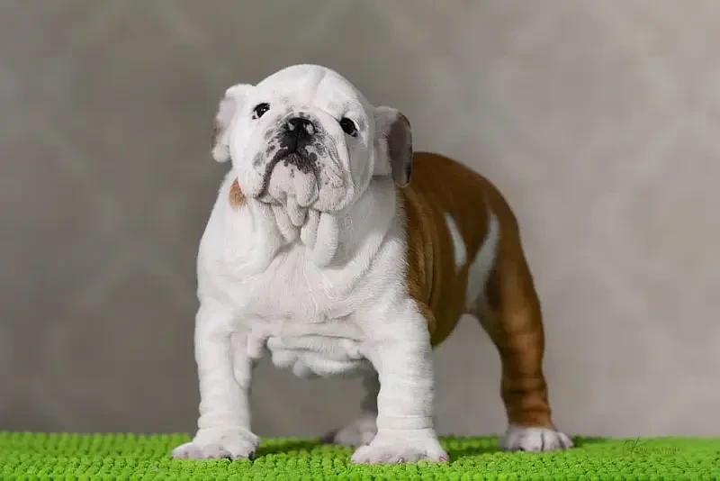 Imported English bulldog puppies available for booking