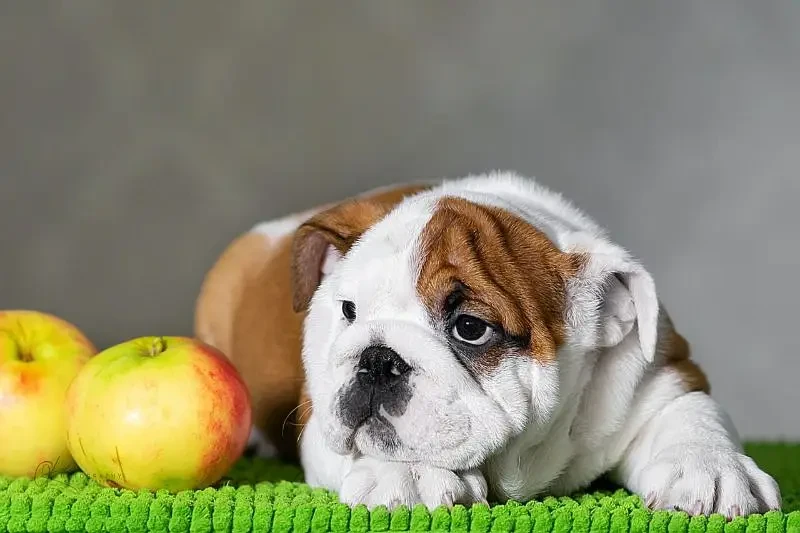 Imported English bulldog puppies available for booking