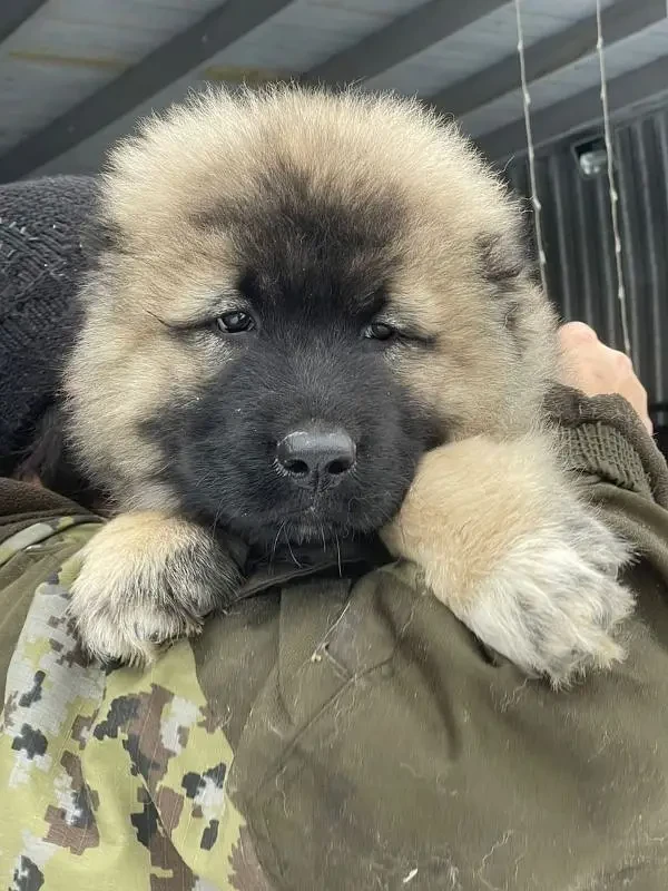 Imported Caucasian Shepherd puppies available for booking