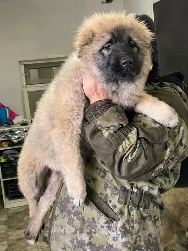 Imported Caucasian Shepherd puppies available for booking