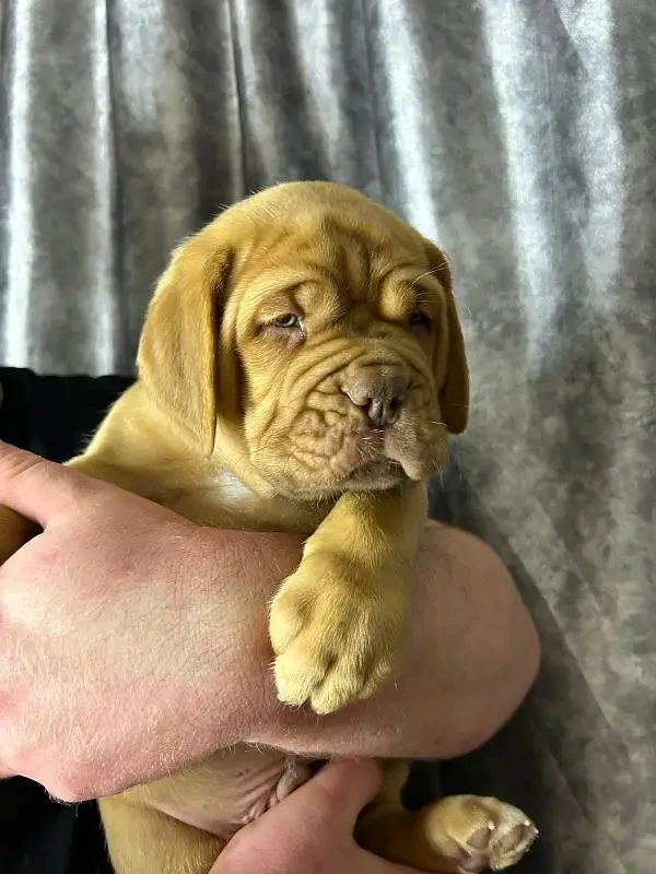 Imported French mastiff puppies available for booking-Image 2