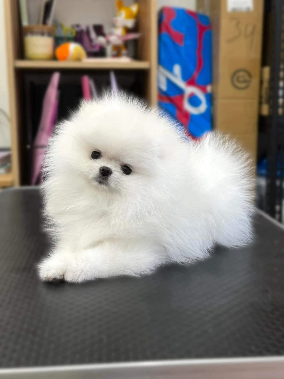 Pomeranian puppies available