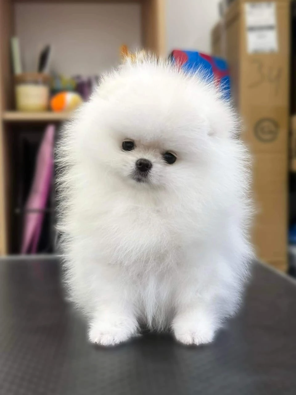 Pomeranian puppies available