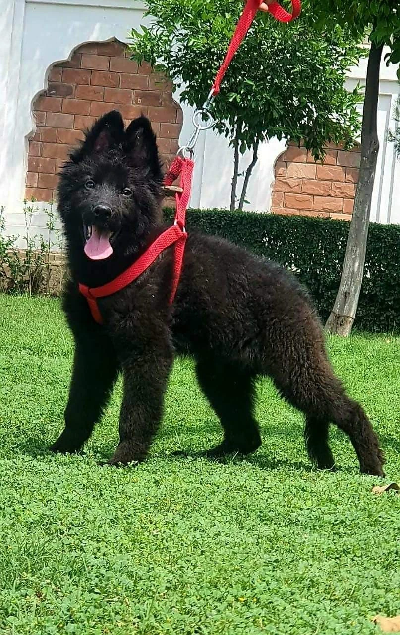 Black shepherd available