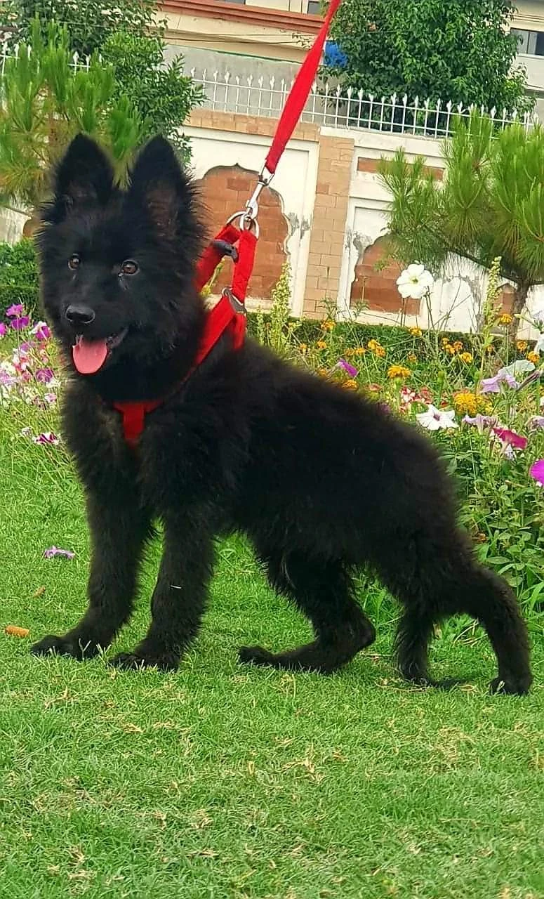 Black shepherd available