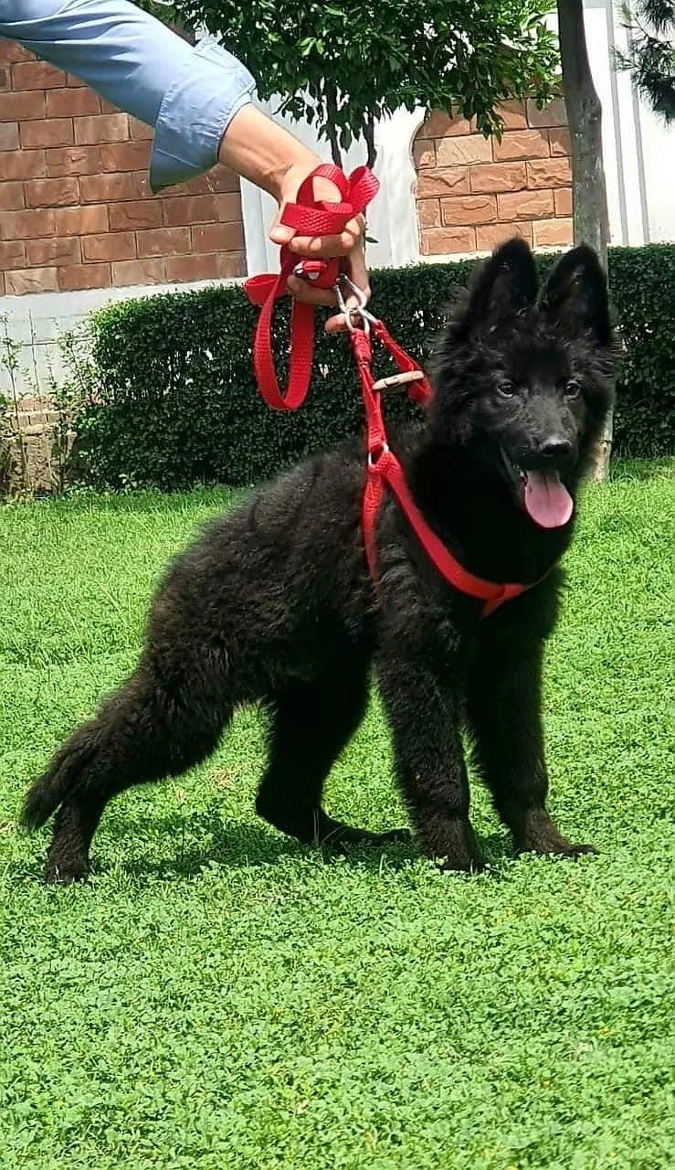 Black shepherd available