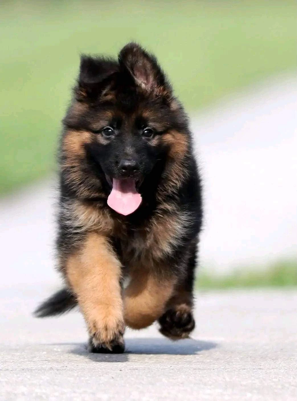 German shepherd  available-Image 3