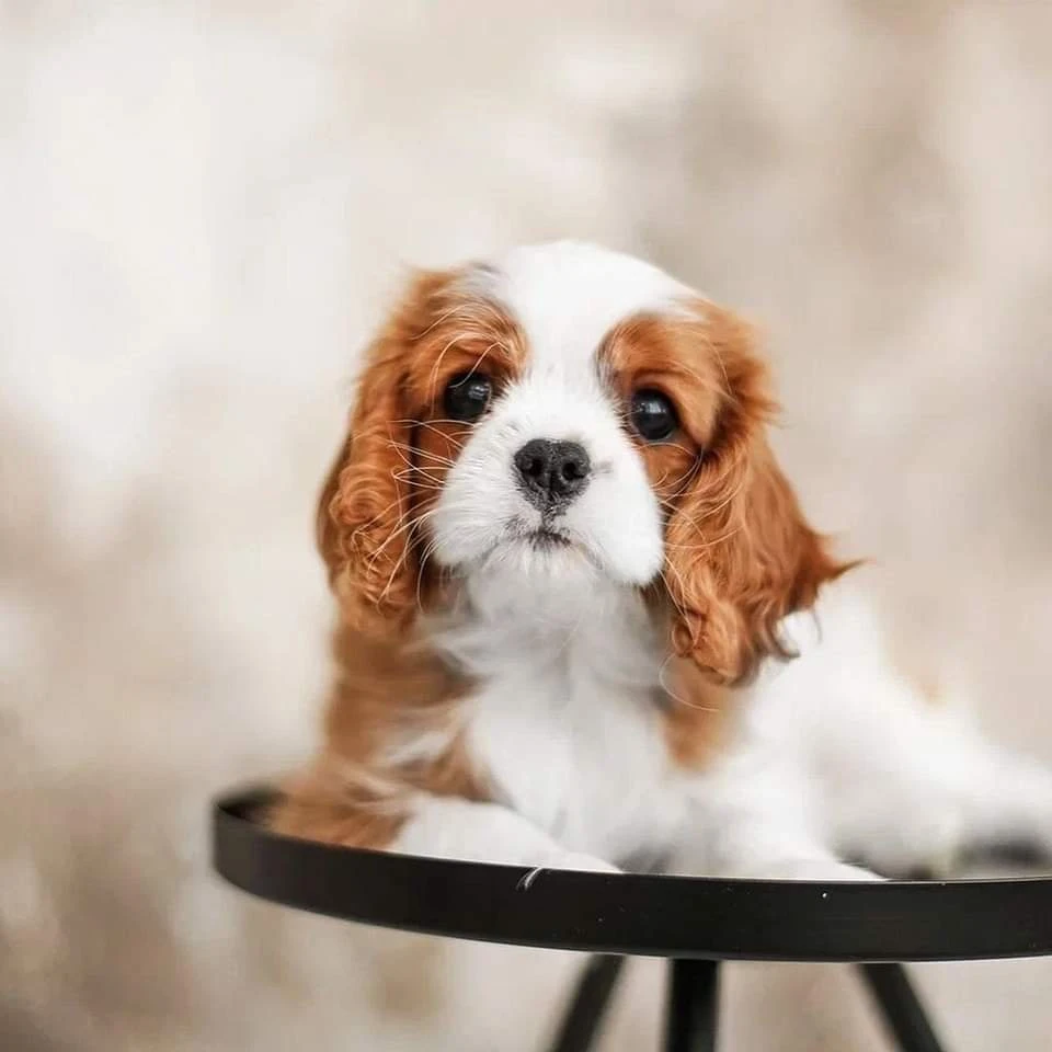 cavalier king charles spaniel available