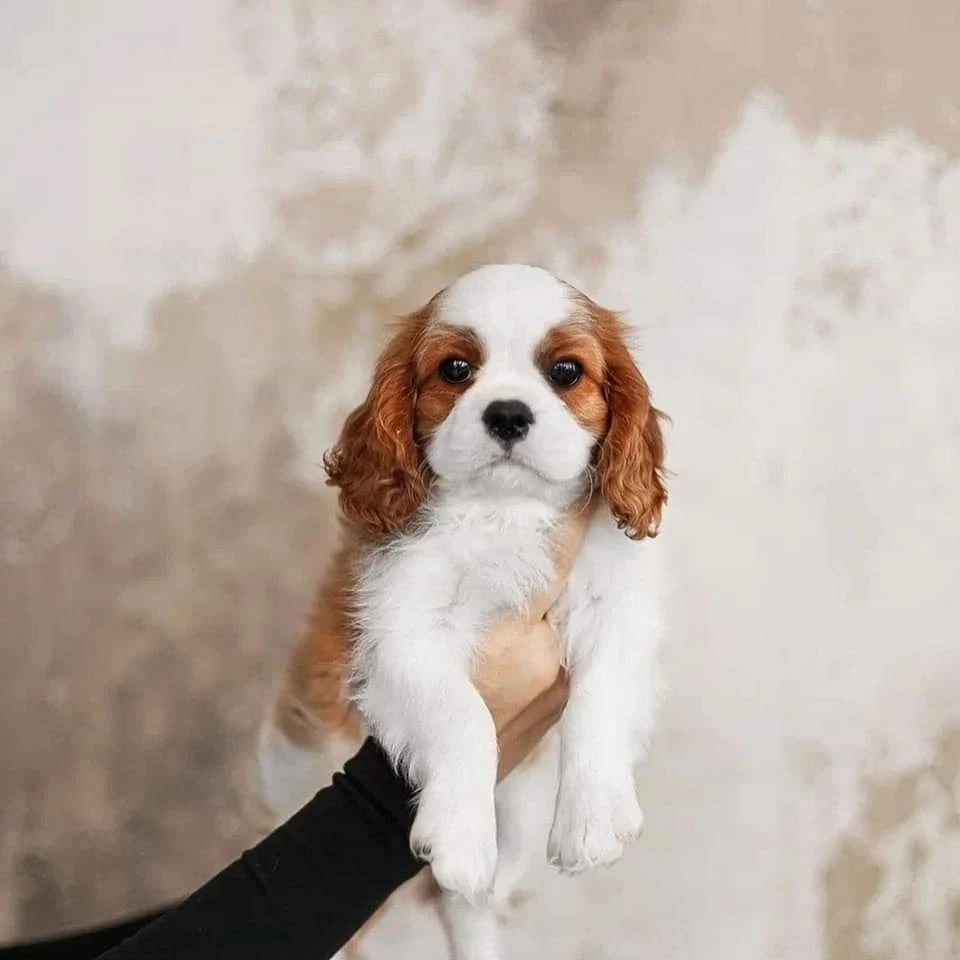 cavalier king charles spaniel available