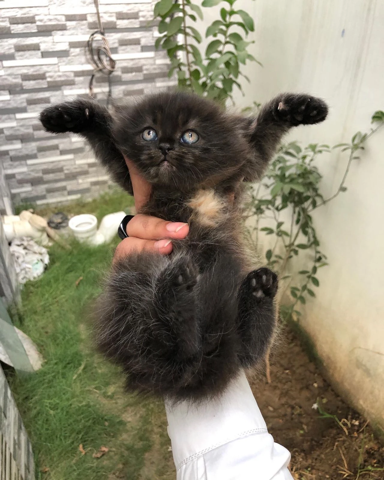 Persian kitten available