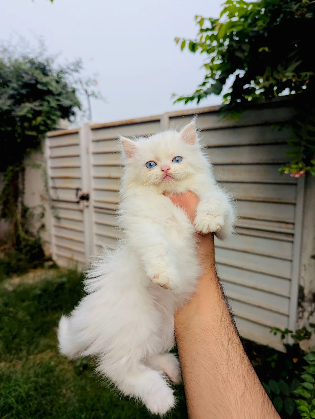 Persian kitten available-Image 2