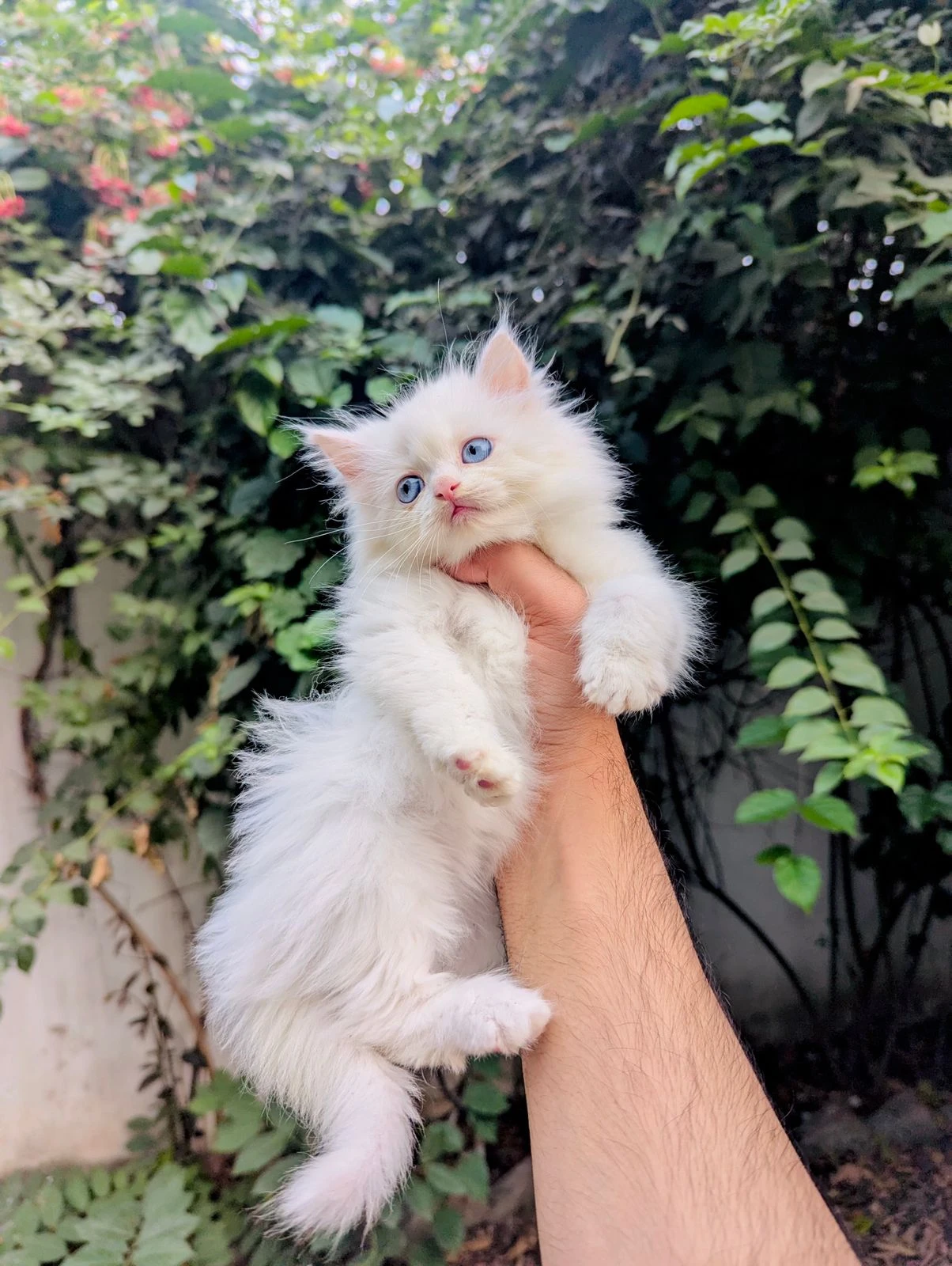 Persian kitten available-Image 3