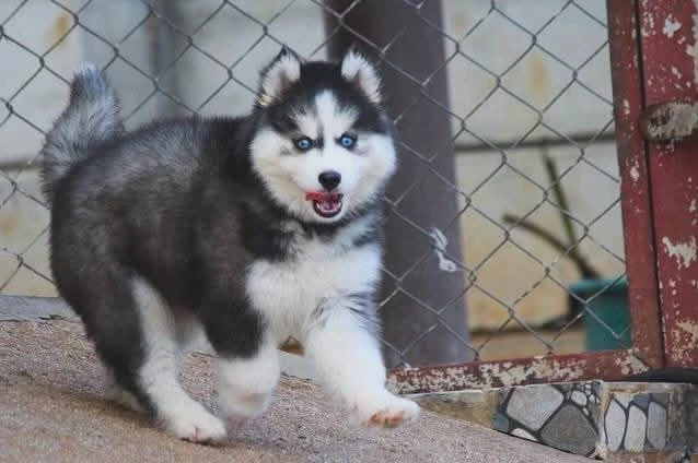 Siberian husky