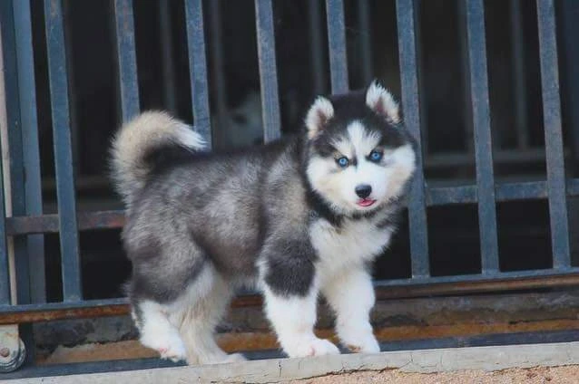 Siberian husky