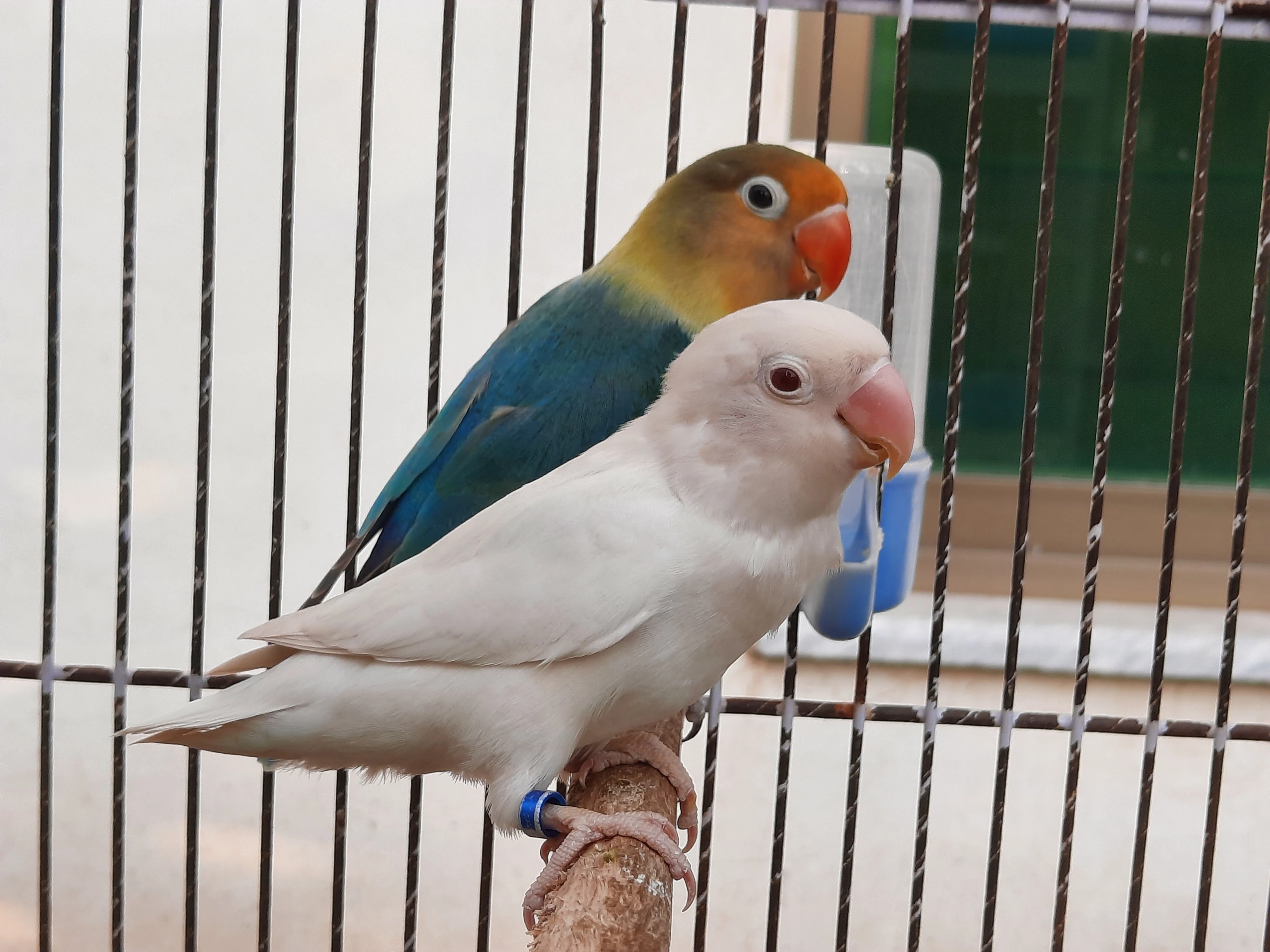 Albino red eye/ Parblue split ino breeder pair lovebird parrot pets for sale-Image 2