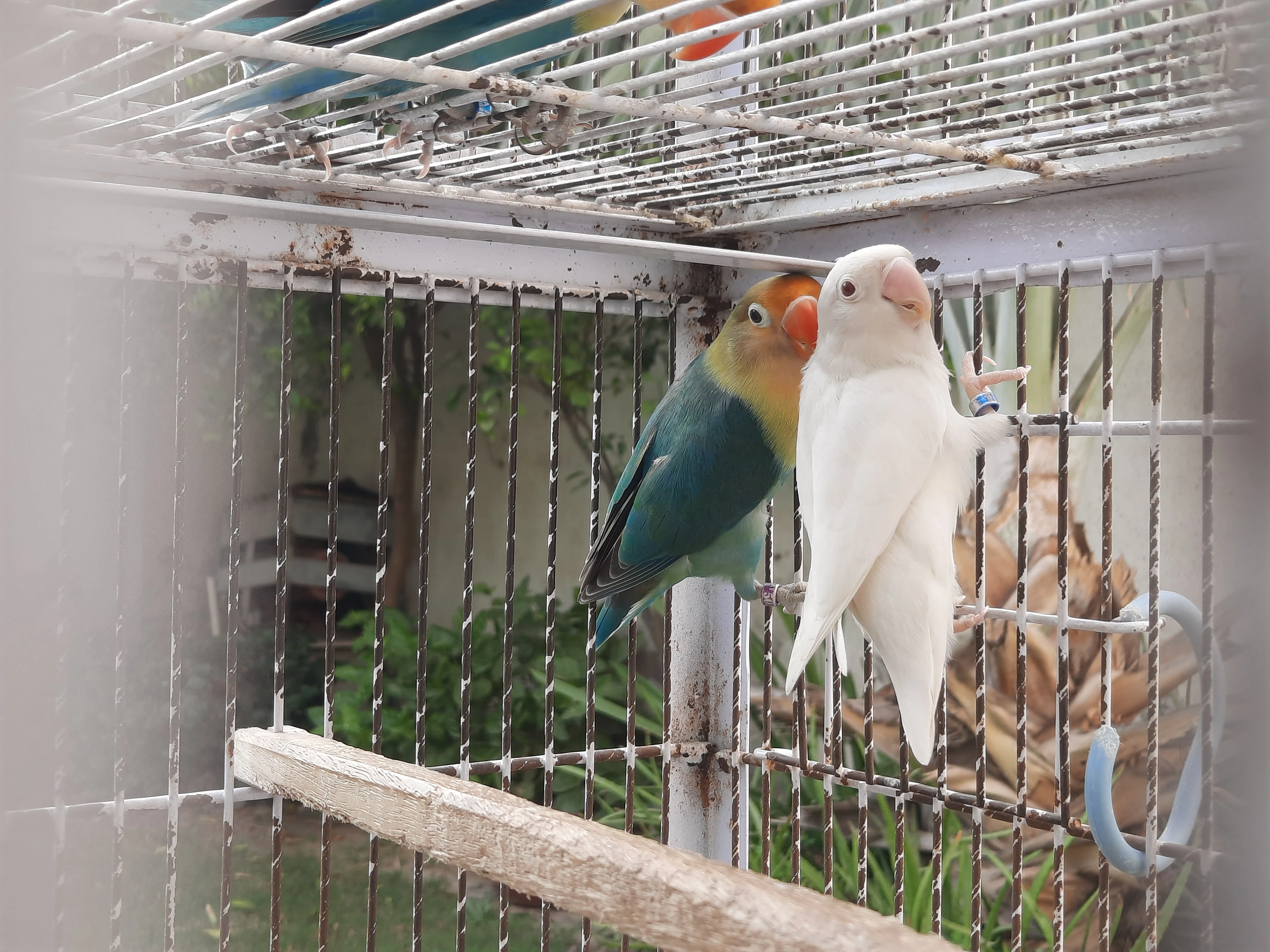 Albino red eye/ Parblue split ino breeder pair lovebird parrot pets for sale-Image 3