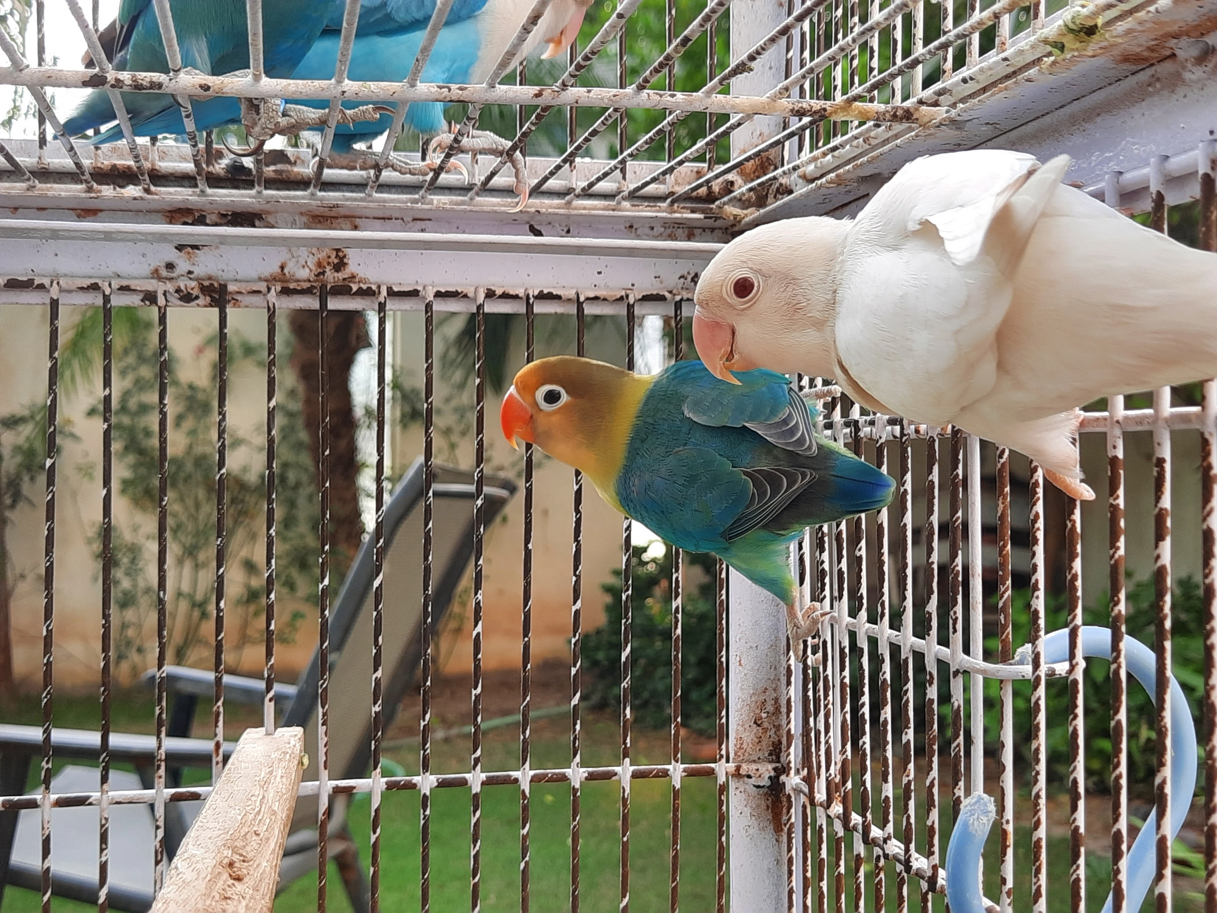 Albino red eye/ Parblue split ino breeder pair lovebird parrot pets for sale-Image 4