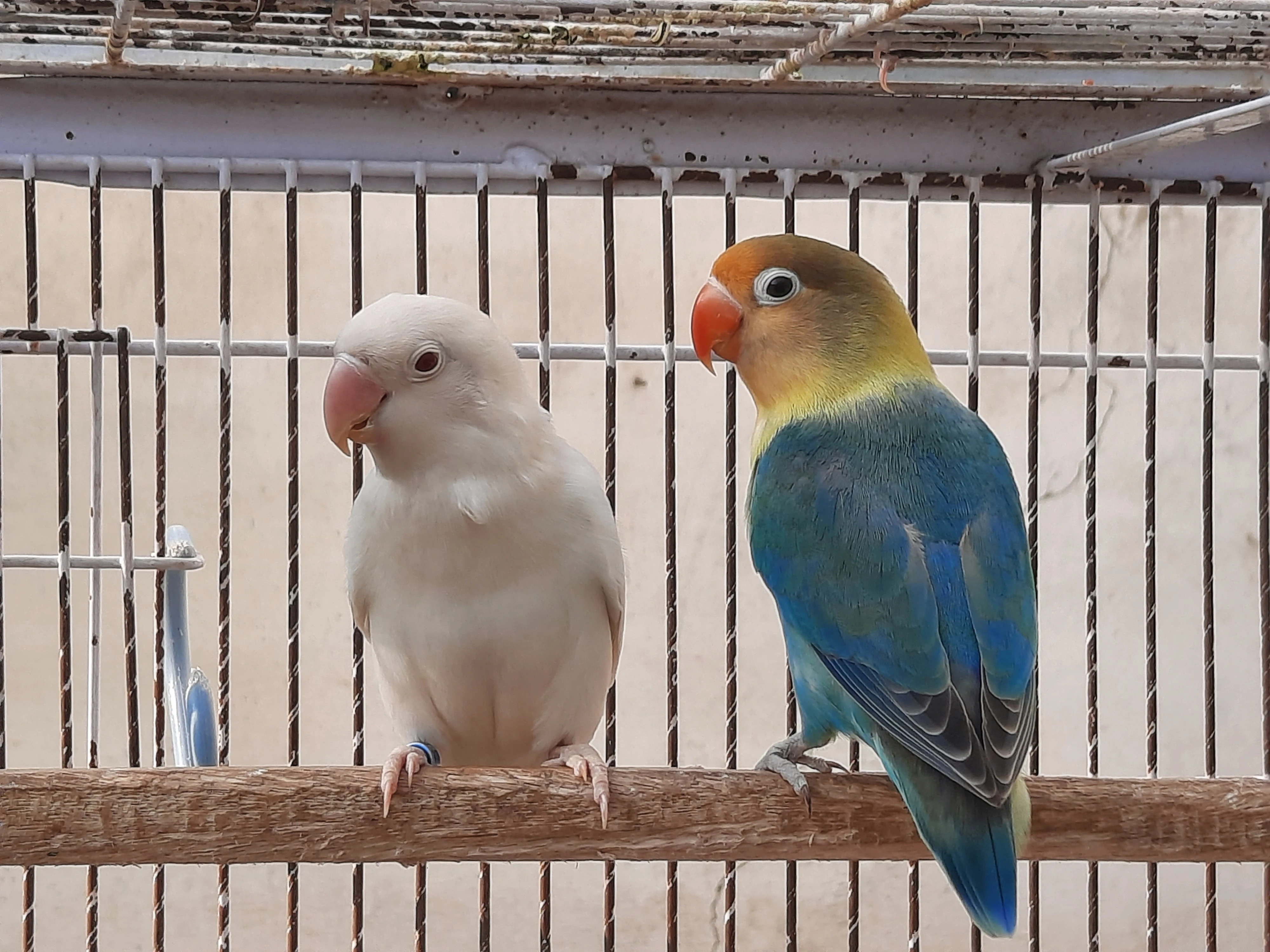 Albino red eye/ Parblue split ino breeder pair lovebird parrot pets for sale-Image 5