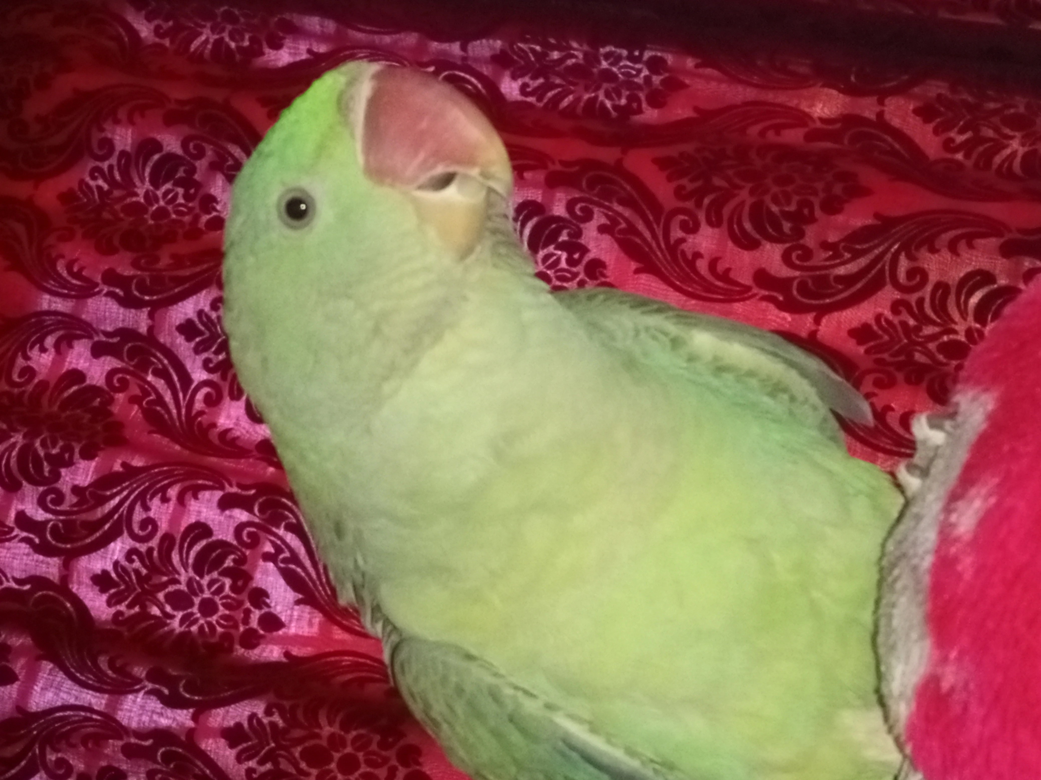 Kashmiri Raw Parrot For Sale-Image 3