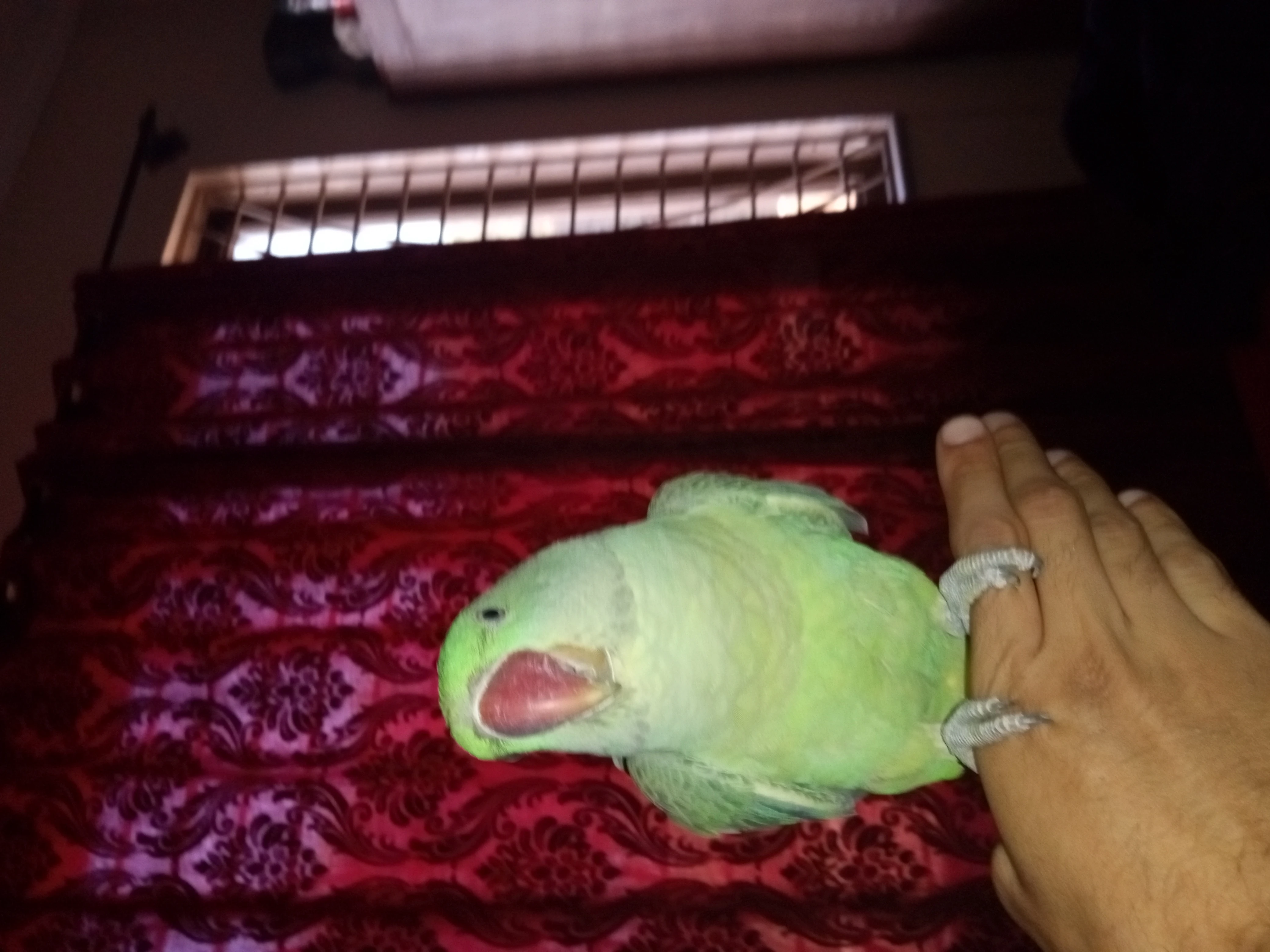 Kashmiri Raw Parrot For Sale-Image 6