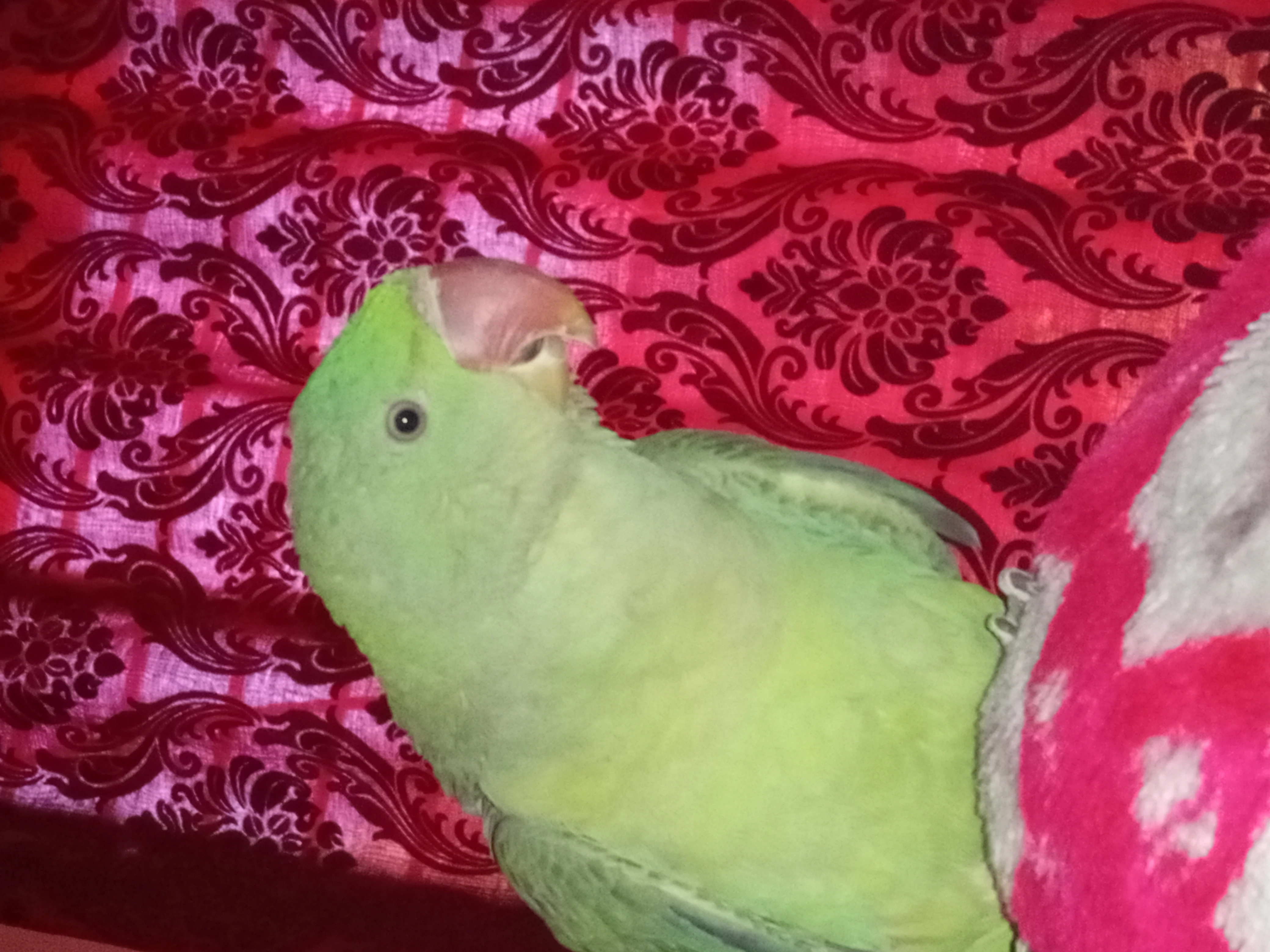 Kashmiri Raw Parrot For Sale-Image 2