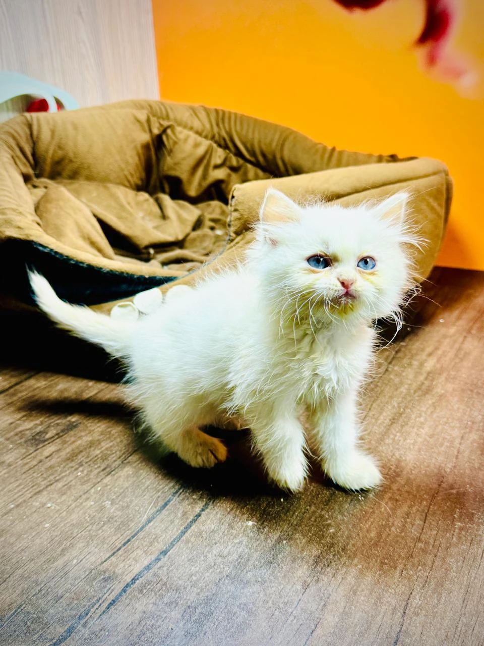 White blue eyes female kitten-Image 3