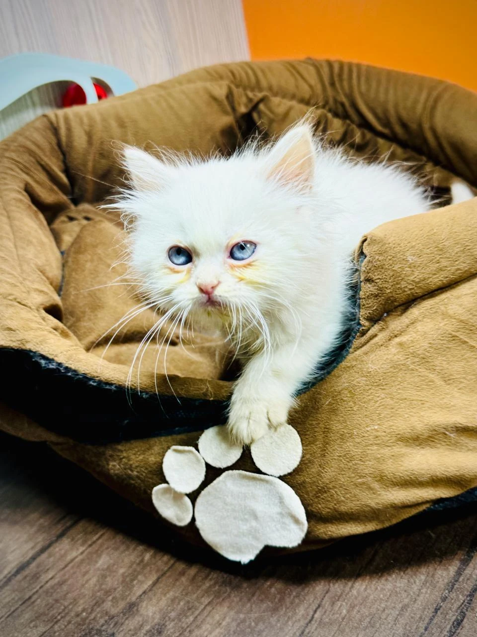 White blue eyes female kitten-Image 4