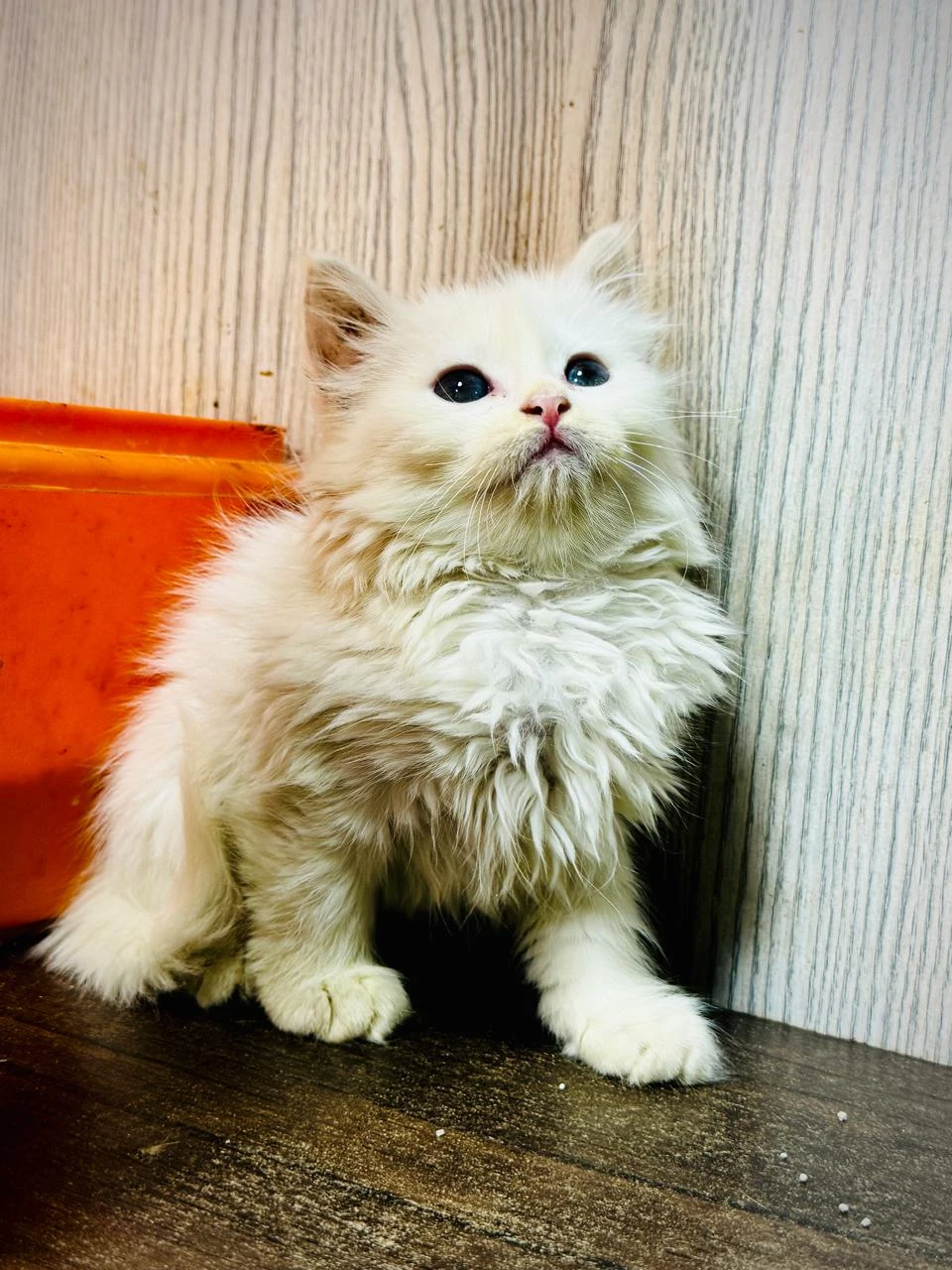 Perisan female cat hazel eyes-Image 3