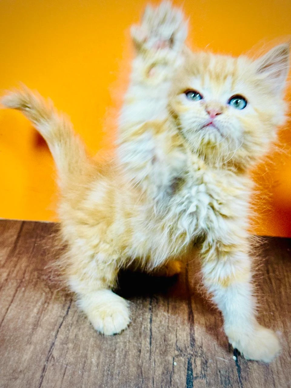 Perisan ginger female kitten-Image 4