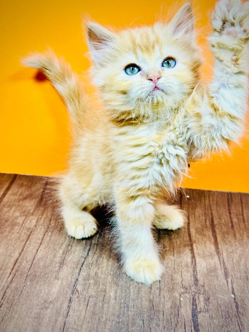 Perisan ginger female kitten-Image 5