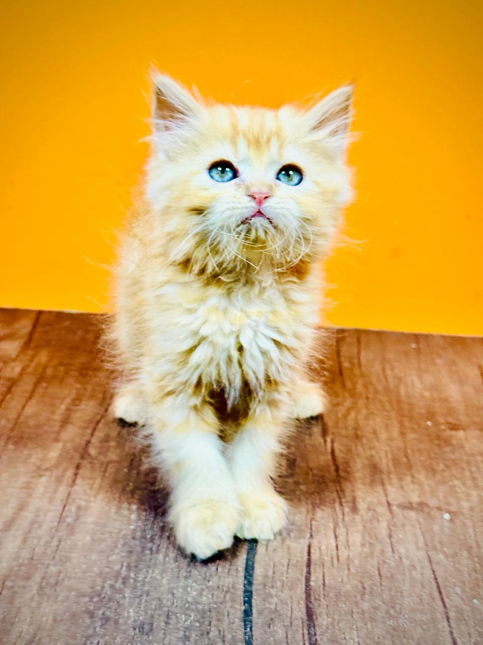 Perisan ginger female kitten-Image 6