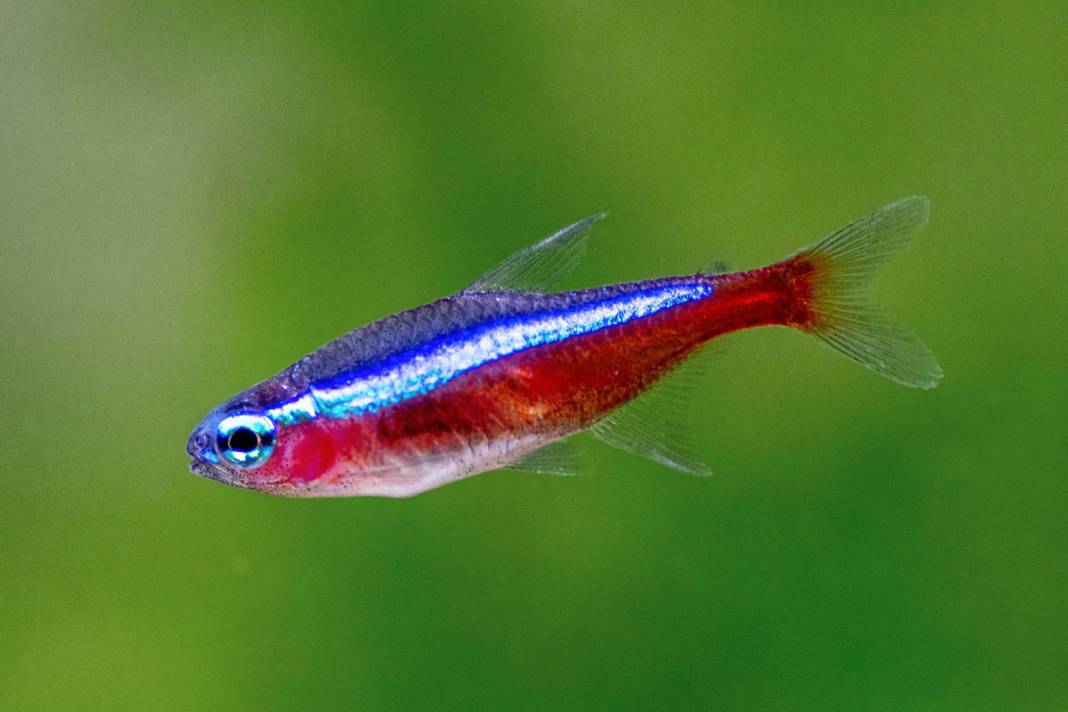 Tetra fish hand tamed-Image 2