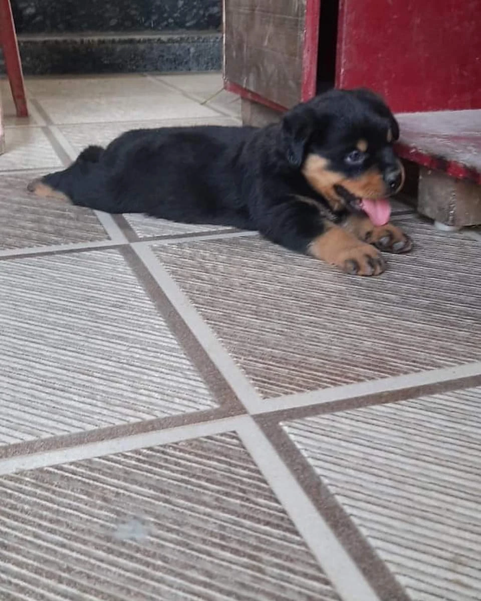 Rottweiler puppies available-Image 2