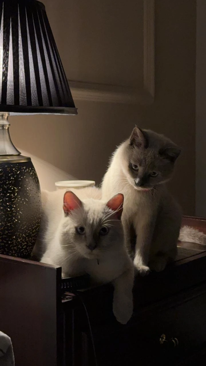 Siamese kitten available-Image 4