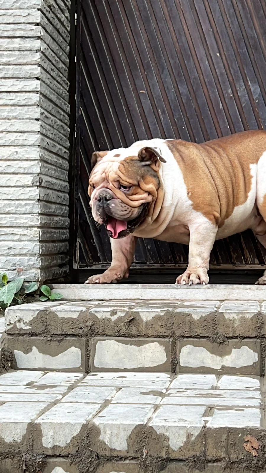 imported british bulldog male available-Image 2